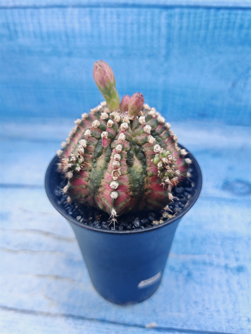Gymnocalycium T-Rex Pink hybrid (Гимнокалициум)
