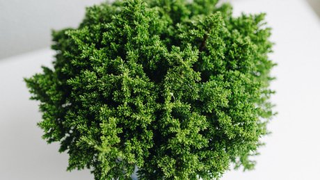 Селагинелла