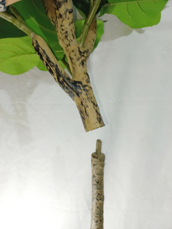 Искусственное растение разборное Фикус Лирата 180см в кашпо