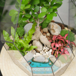 Флорариум бонсай Фикус гинсенг Айсберг с озером