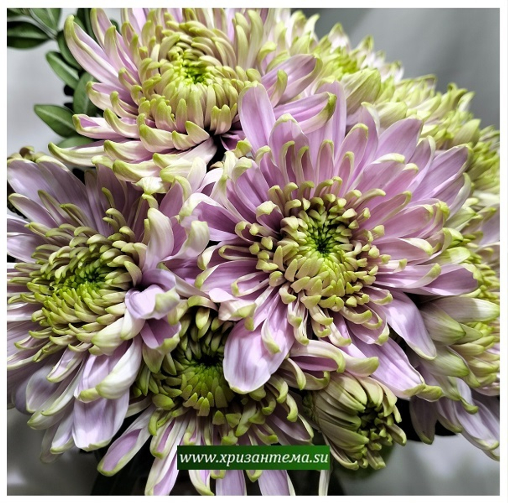 Хризантема одноголовая Rossano Charlotte /о.17/поставка весна 2026г/