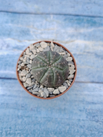 Euphorbia Obesa (Эуфорбия)