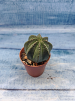 Euphoria Obesa (Эуфорбия)