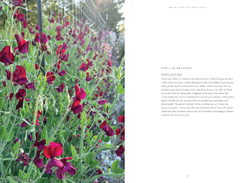 Sweet Pea School: Growing & Arranging the Garden’s Most Romantic Blooms