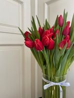 ОПТ тюльпан - классика КРАСНЫЙ