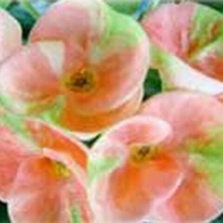 Эуфорбия Миля RUNG JAREN SAB