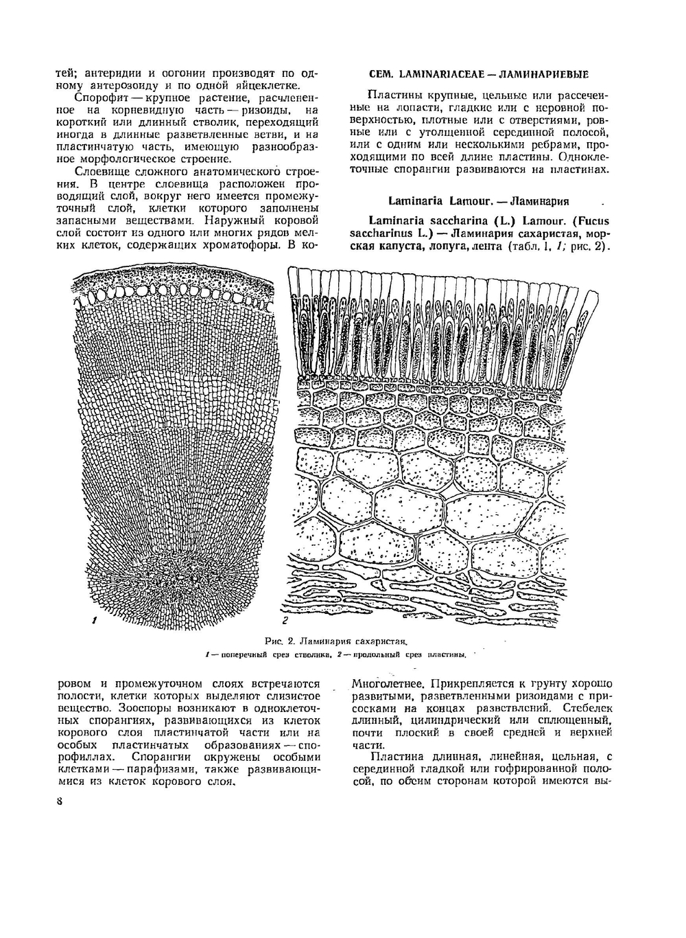 Ботанический атлас | Б.К. Шишкин