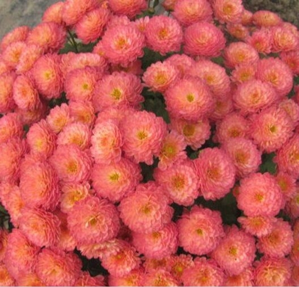Хризантема Мультифлора Gigi Coral