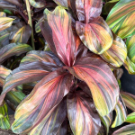 Кордилина PHET PHRA NAKHON