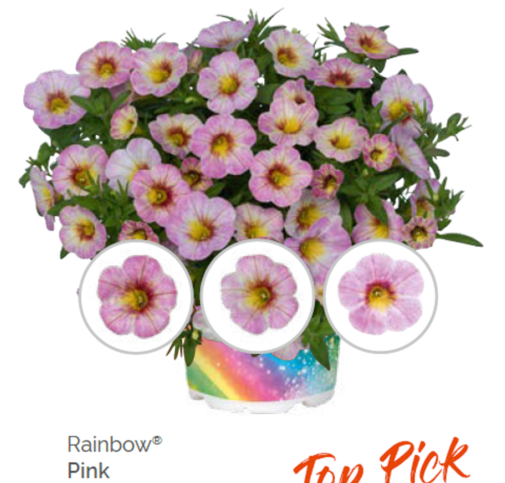 Калибрахоа Rainbow Pink укорененный черенок ОКС конец ноября