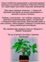 Гортензия Фантом метельчатая с ароматом