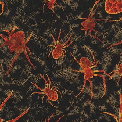 Halloween | Spider | October 31st | Wrapping paper Print | Halloween Costume | Halloween party decor