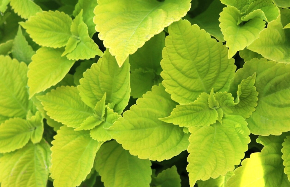 Колеус Блюме Джиант Эксибишен Лаймлайт (50шт) Витагрин Профи