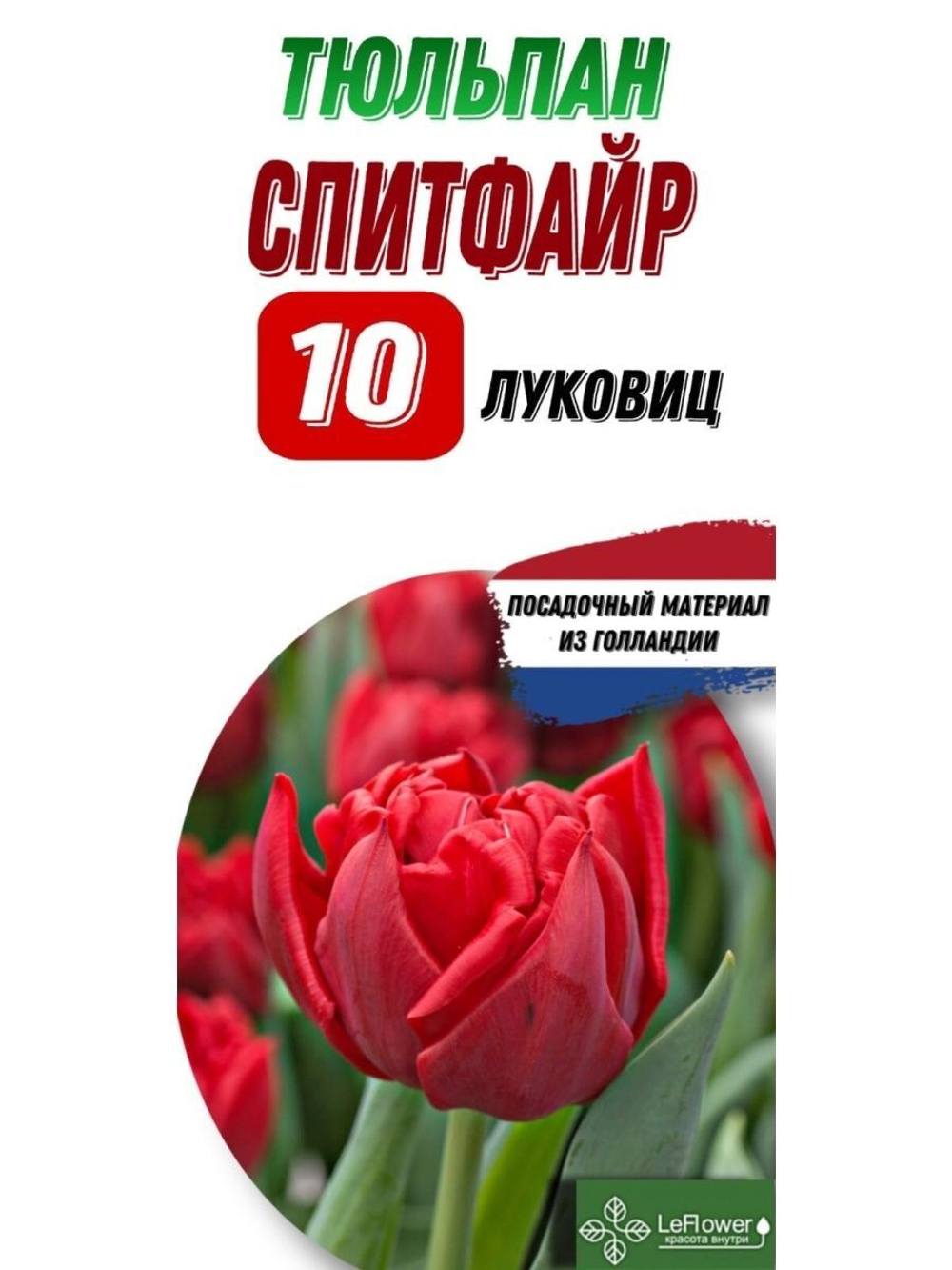 Тюльпан Луковица, Спитфайр, 10шт