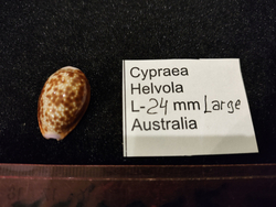 Ципрея Хелвола