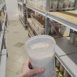 Мицелий ежовика на буром рисе
