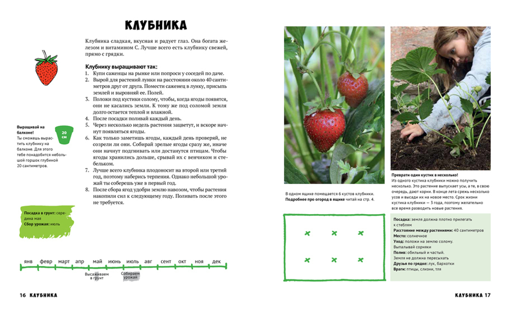 Мой первый огород
