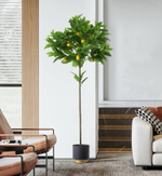 Лимонное дерево с плодами на штамбе 170 см