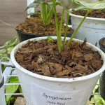 Сингониум JULIA RED