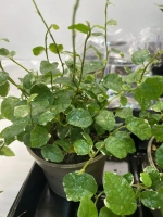 Фикус Пумила Уайт Санни D9см