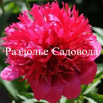 Пион Мени Хеппи Ретурнс