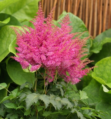 Астильба Генри Ноблетт