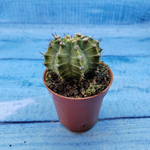 Gymnocalycium Friedrichii (Гимнокалициум)
