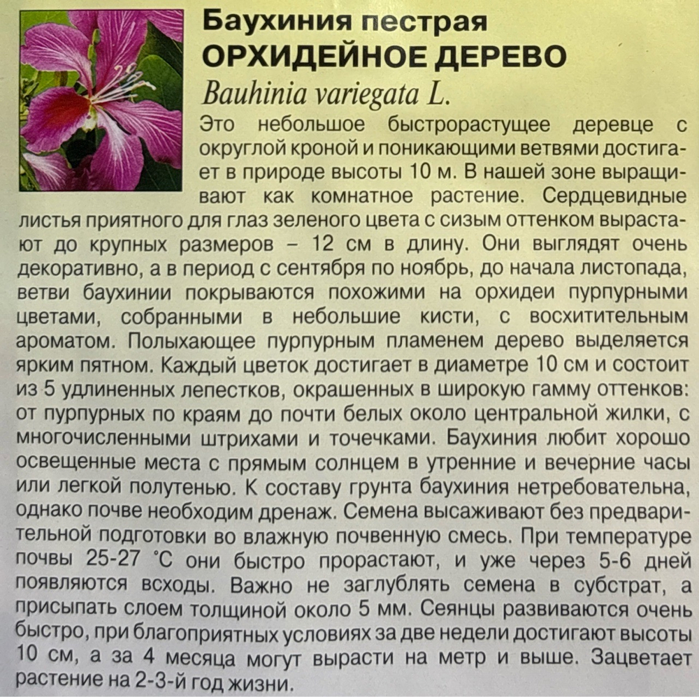 Баухиния Орхидейное дерево 3 шт СМЦ-35