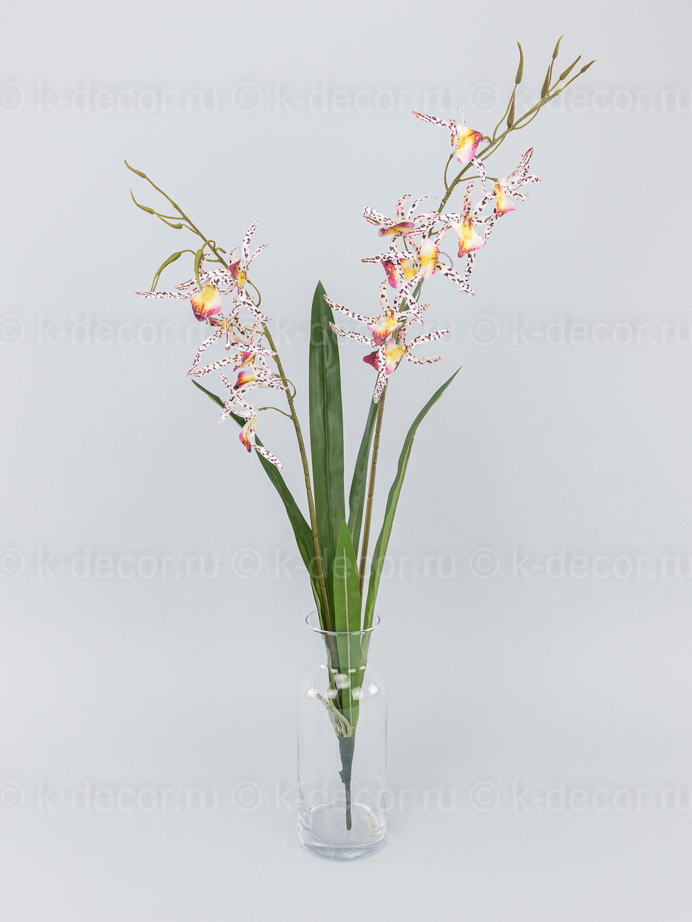Букет орхидеи Камбрия