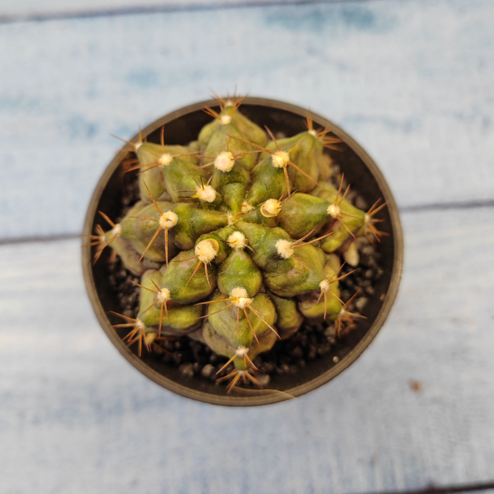 Gymnocalycium T-Rex hybride (Гимнокалициум T-rex)