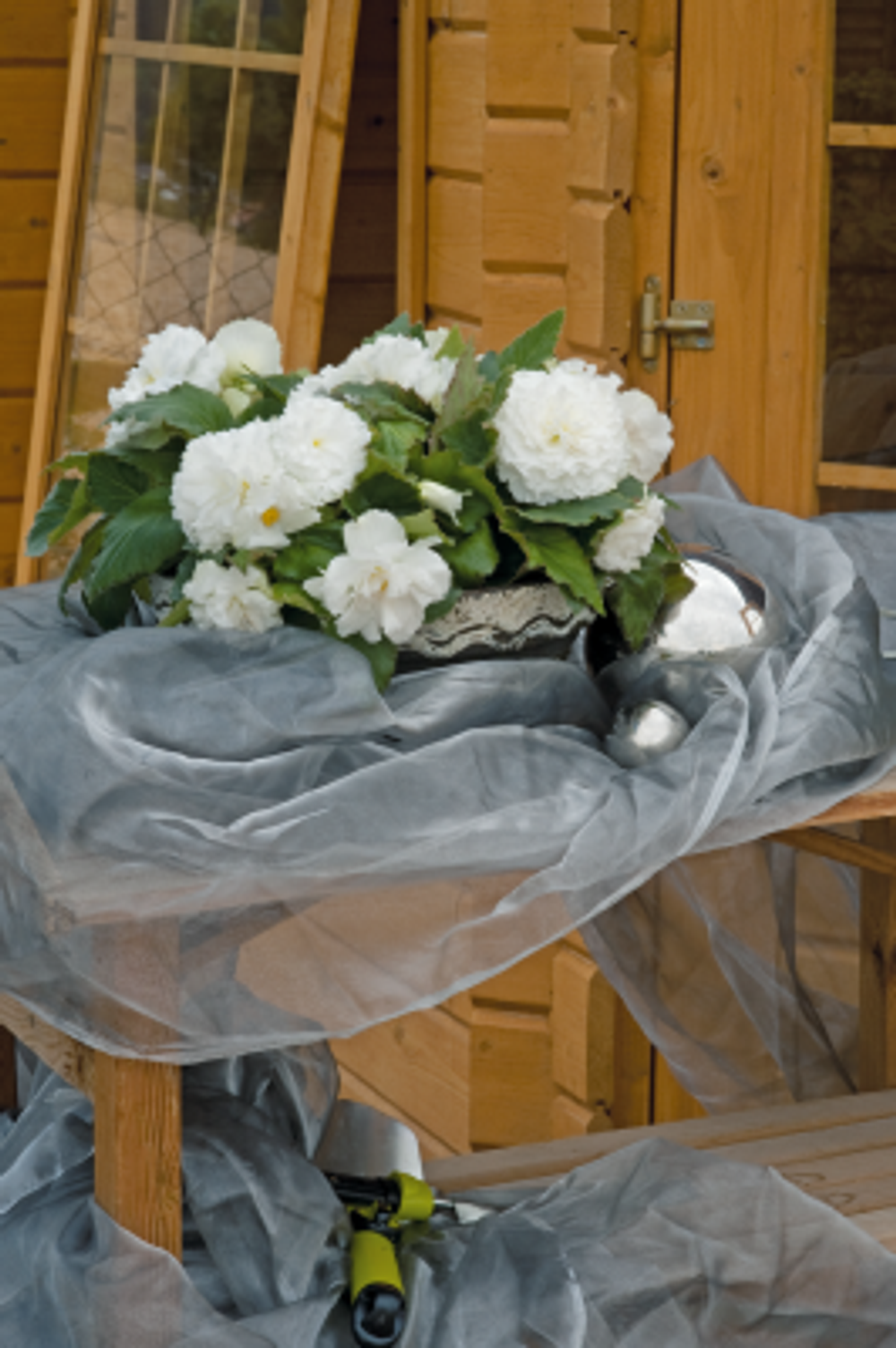 Бегония клубневая Нонстоп Вайт (50шт) Витагрин Профи