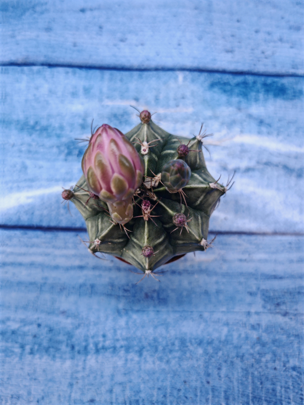 Gymnocalycium Friedrichii (Гимнокалициум)