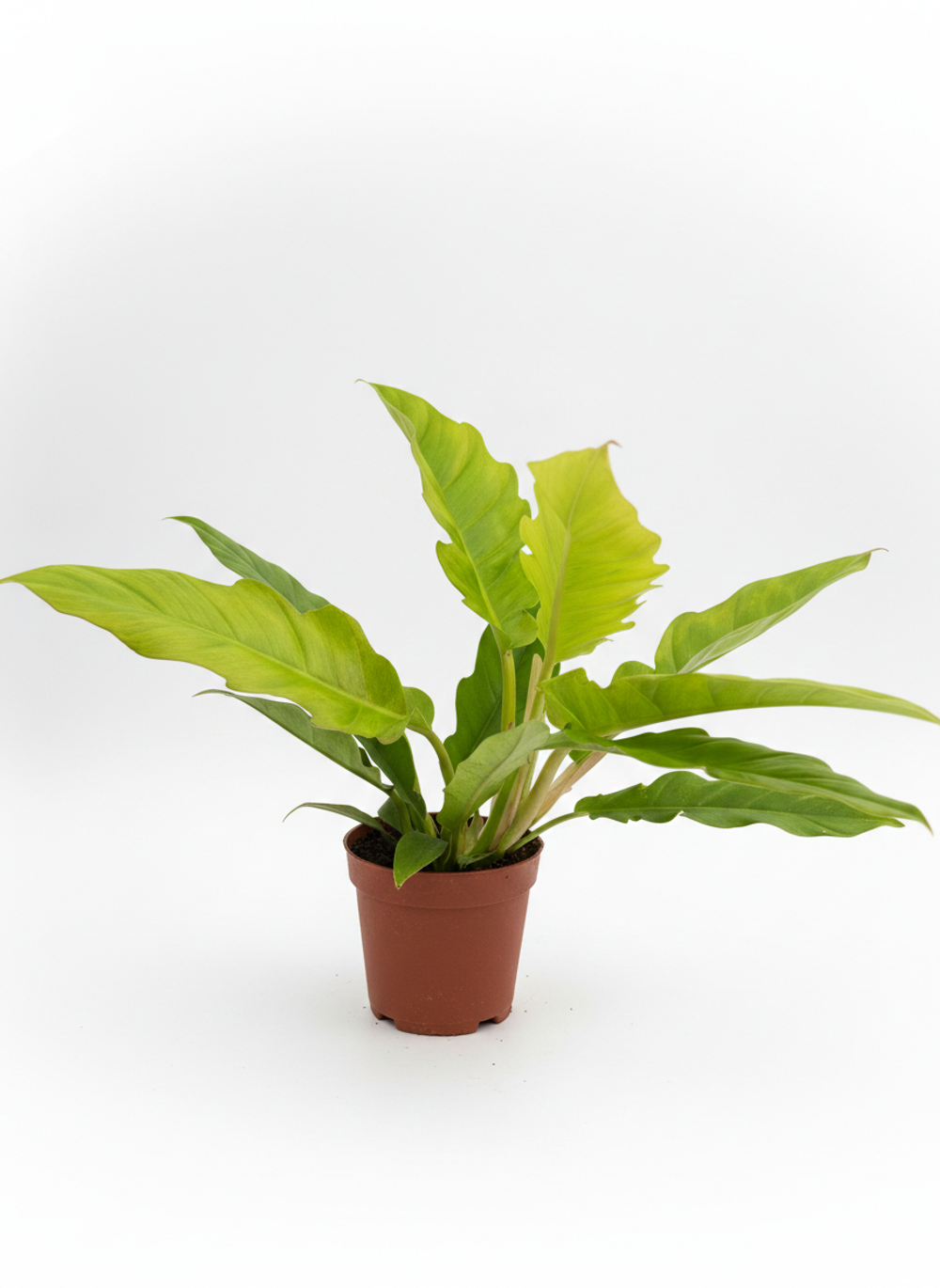 Филодендрон Golden Crocodile д.12