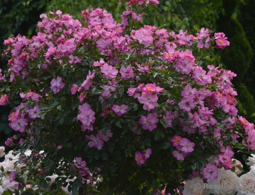 Роза Лавендер Дрим штамб 125 см Закупка М21 весна 2026