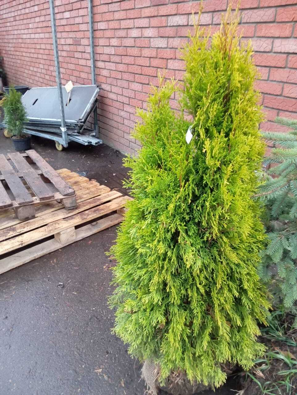 Туя западная Голден Смарагд f34 100-120