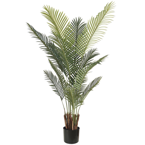 Пальма Дипсис Д 183 см.
