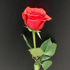 Роза Nina, плантация Tessa