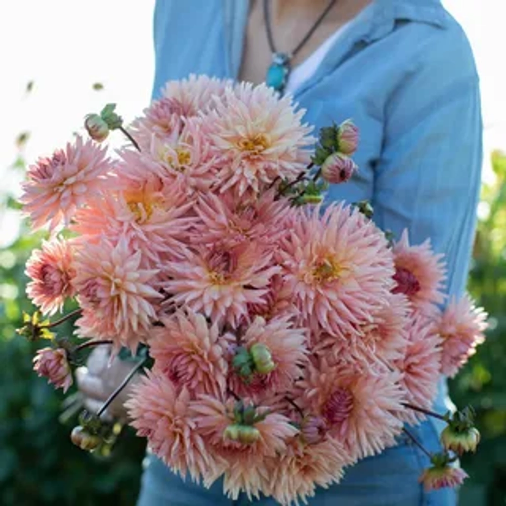 Георгин Henriette (корень) Закупка М55 апрель 2026