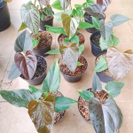 Антуриум QUEEN OF HEART