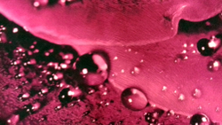 Микровелюр Xpoint (Икспоинт) 0043.02 Роза