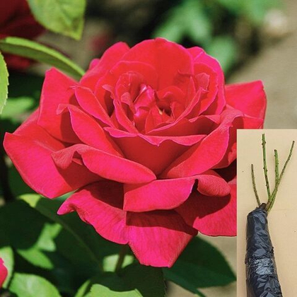 Роза Крайслер Империал чайно-гибридная саженец с ОКС.