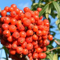 Рябина сладкоплодная (ОКС)