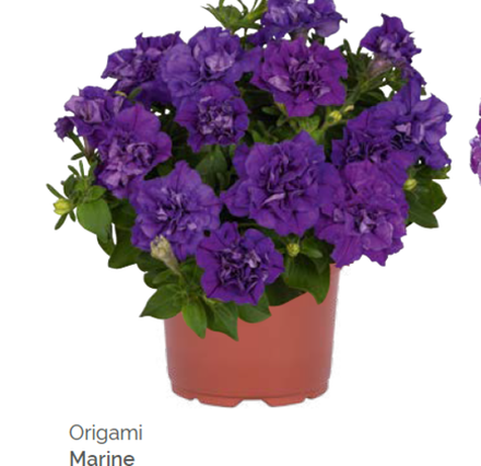 Петуния Origami Marine укорененный черенок ОКС февраль 26 Dummen Orange