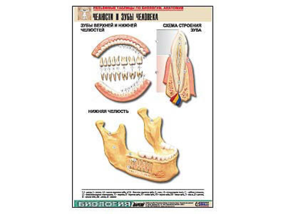 Рельефная таблица &amp;#34;Челюсти и зубы человека&amp;#34; (формат А1, матовое ламинир.)