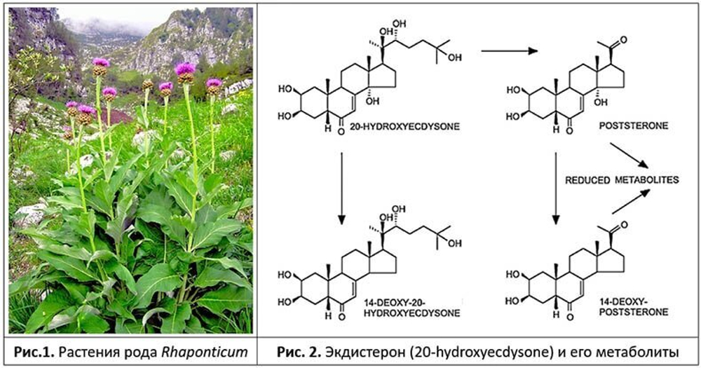 Экдистерон из лекарственных растений левзеи Leuzea - Rhaponticum carthamoides