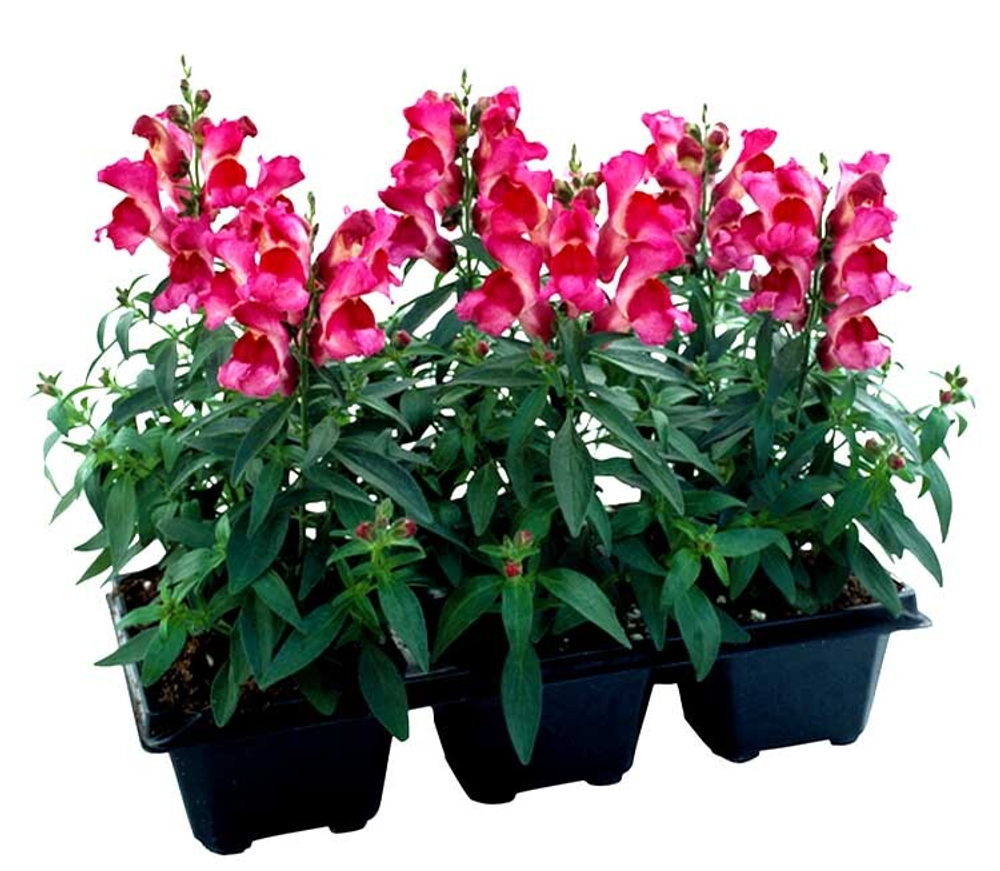 Львиный зев Флорал Шауэрс Фуксия (50шт) Витагрин Профи