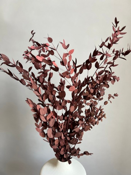 Эвкалипт Парвифолия стабилизированный бордовый