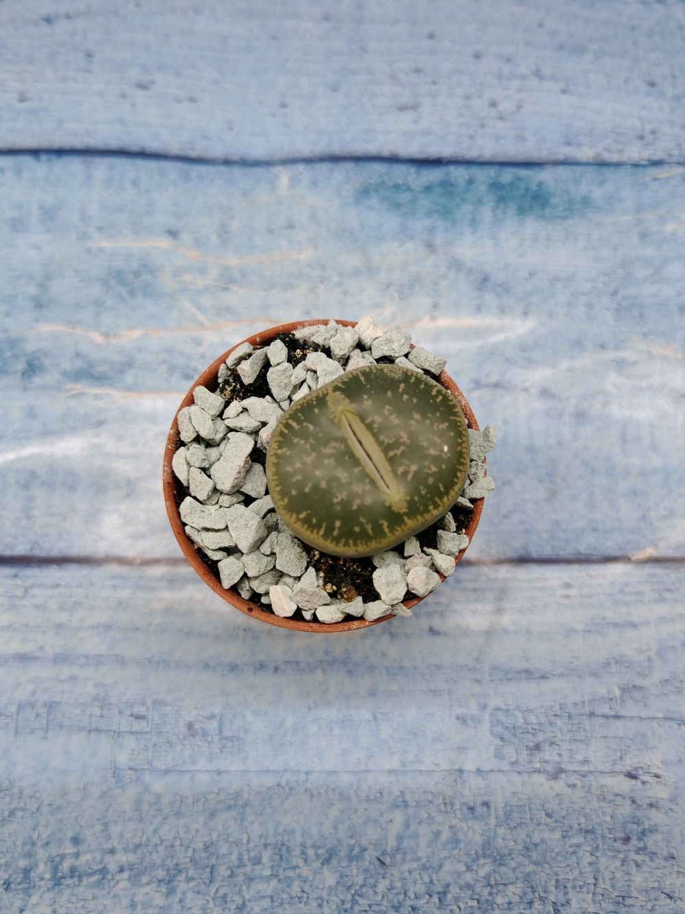 Lithops sp. (Литопсы)