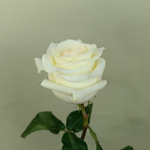 Роза белая Candlelight