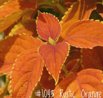 Колеус Rustic Orange